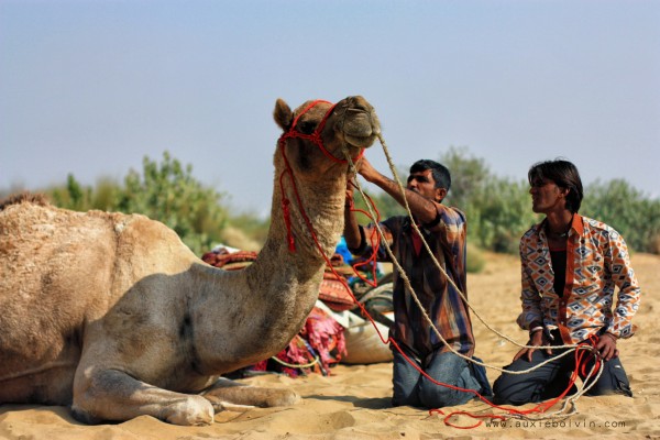 camel at rest